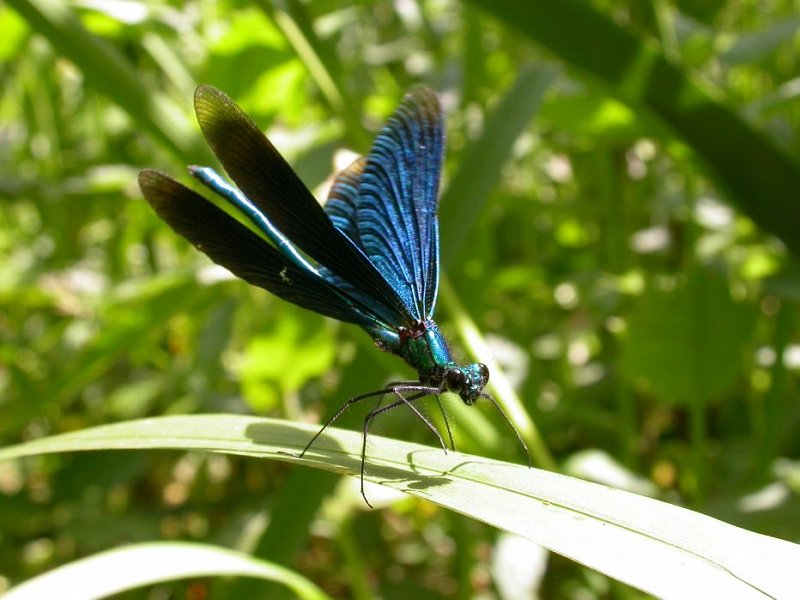 The beautiful demoiselle